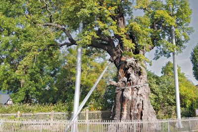Die 1000-jährige Eiche in Nöbdenitz. Seit vielen Jahren hat der Baum ein Stützsystem, damit er nicht auseinanderbricht.
