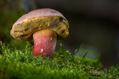 Pilz Symbolbild