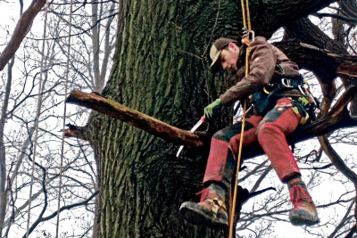Hendrik Thiele bei der Totholzentfernung.
