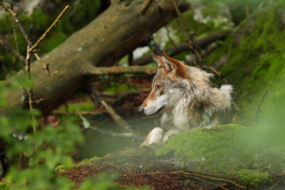 Wolf im Wald