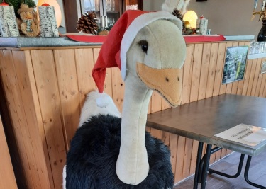 Strauß mit Weihnachtsmütze