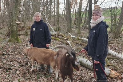 Hollerhof Ziegenwanderung