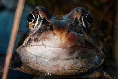 Moorfrosch