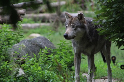Ein erwachsener Wolf im Wald