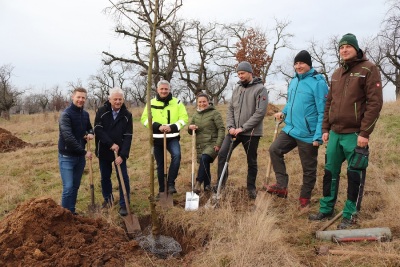 Pflanzung von Obstbäumen auf der Streuobstwiese in Lohma.