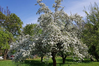 Streuobstwiese im Altenburger Land