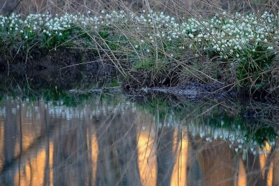 Wasserfläche im Wald
