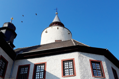 Dohlen im Anflug auf die BurgPosterstein, Foto: Marlene Hofmann