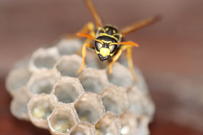 Wespe, Foto: Roland Steinmann auf Pixabay