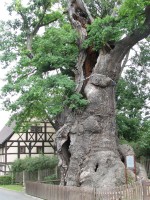 Nöbdenitz – 1000-jährige Eiche
