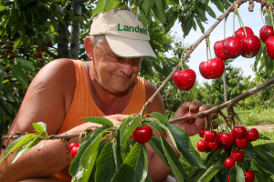 Landwirtschaft - Bei der Kirschernte